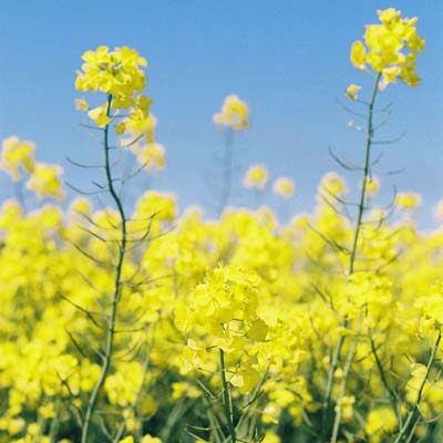 Champ de colza pour la fabrication de la cire de bougie